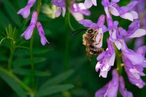 Free Brown and Black Bee on Purple Flower Stock Photo