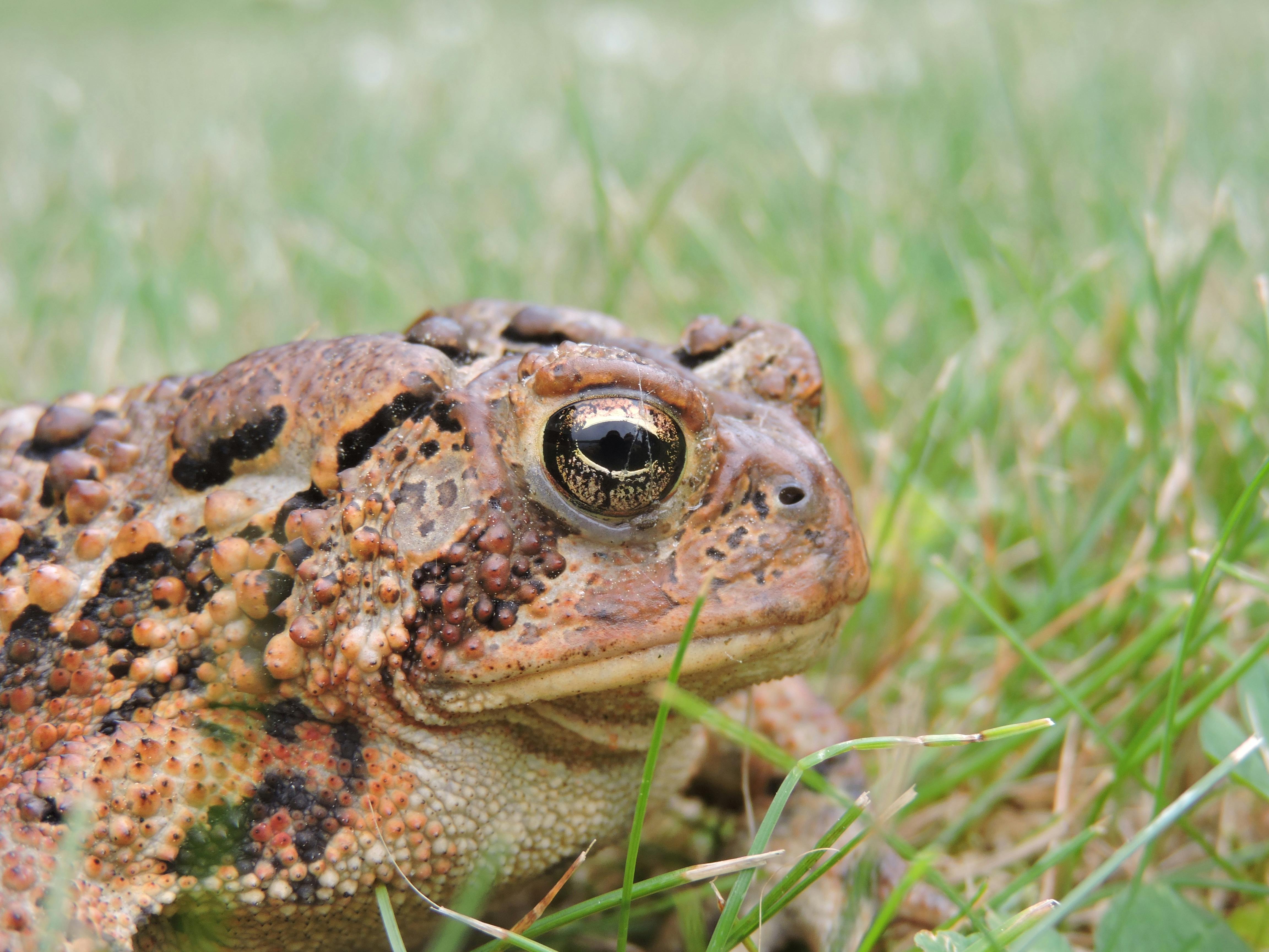 Free stock photo of animal, eye, toad