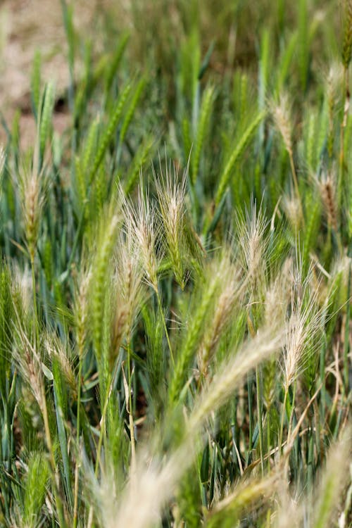 Gratis stockfoto met akkerland, boerderij, detailopname