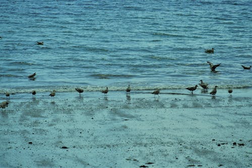 Безкоштовне стокове фото на тему «берег моря, морських птахів, пляж»