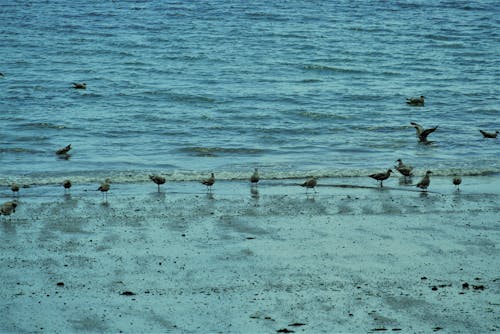 Kostnadsfri bild av fåglar, fiskmåsar, havsstrand