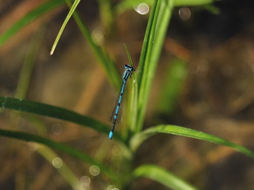Free A Common Blue Damselfly Perched on a Leaf Stock Photo