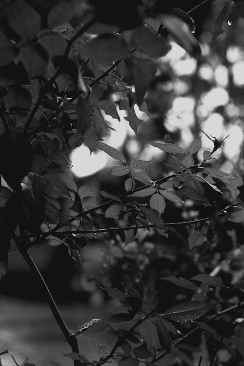Grayscale Photo of Rose Leaves