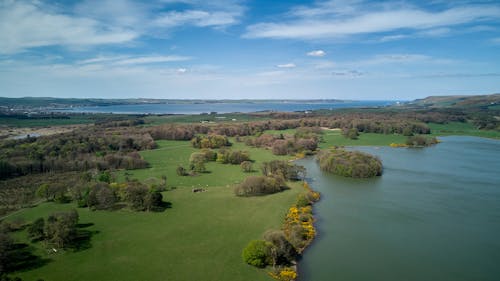 Drone Shot of Trees on a Green Field near a Lake