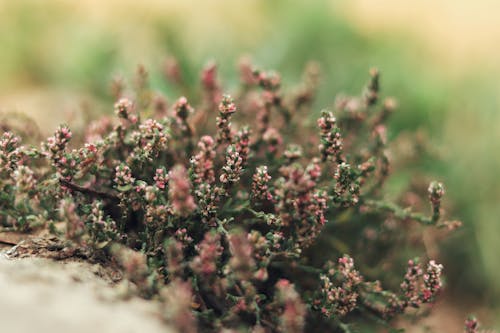 Wild Plant in Close-up Shot