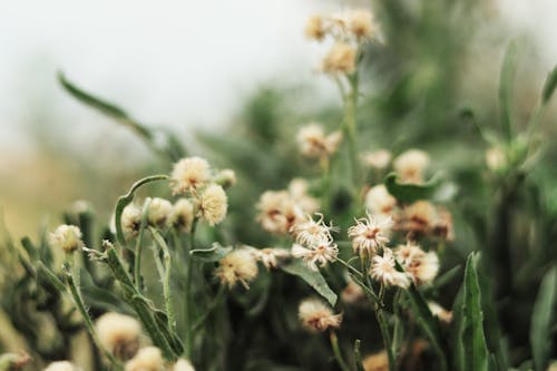 Erigeron Sumatrensis in Close-up Shot