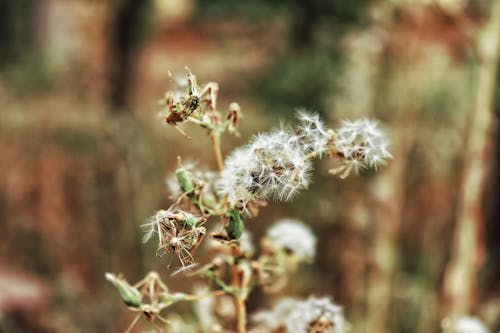 White Flowers in Close-up shot