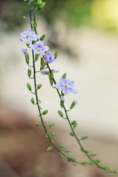 Бесплатное стоковое фото с duranta erecta, вертикальный выстрел, глубина резкости