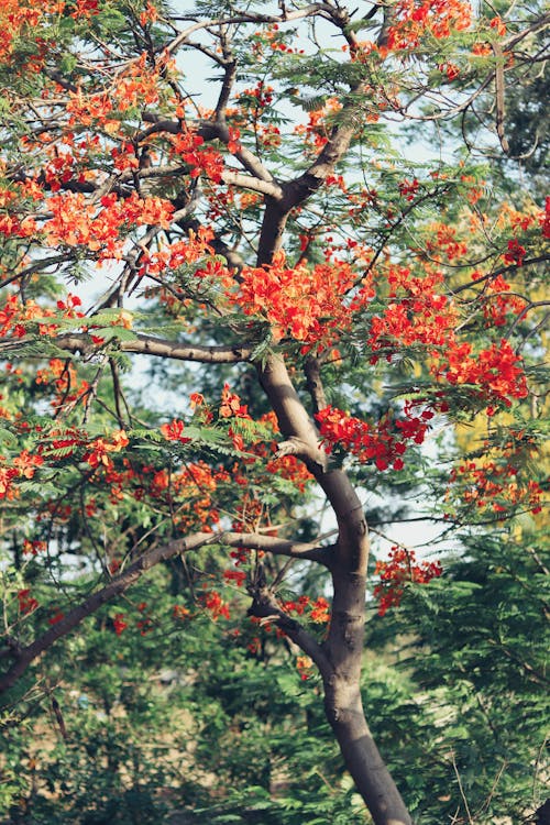 Fotos de stock gratuitas de árbol, de cerca, delonix regia