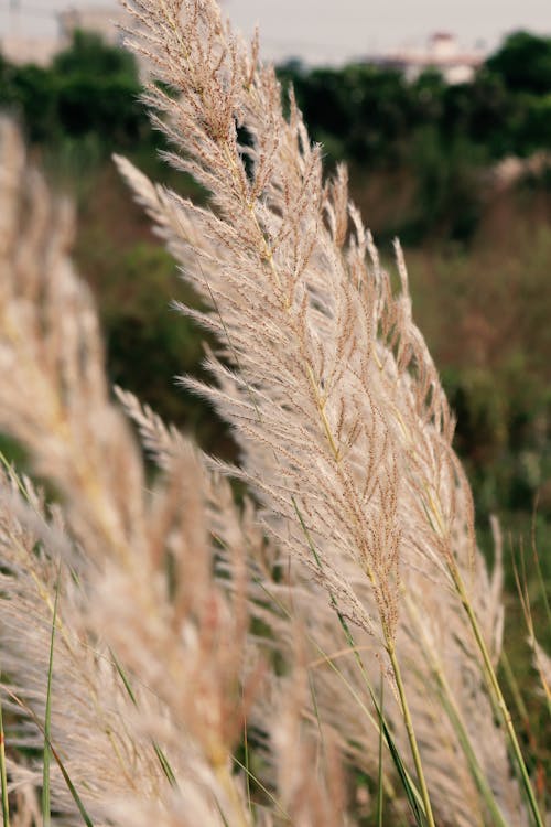 Tuft of Pampas Grass Growing Outdoors
