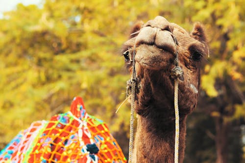 Head of a Camel in Close-up Photography