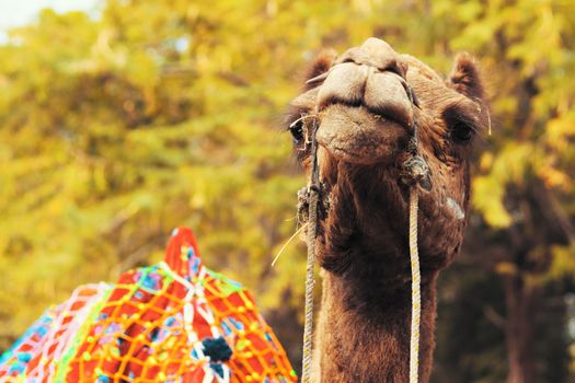 Jaisalmer camel safari with dune dinner — Rajasthan