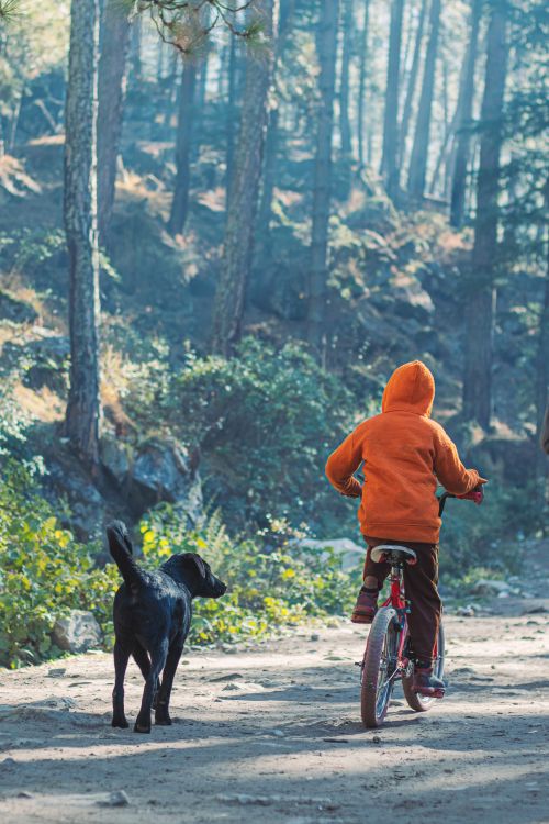 Free A child rides a bicycle with a dog in a serene forest pathway in Kasol, India. Stock Photo
