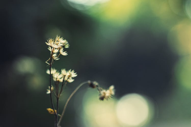 Cluster Of Small Flowers