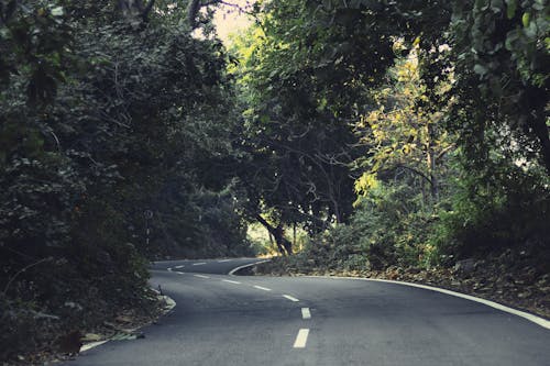 Free A Curvy Road in the Mountain Forest Stock Photo