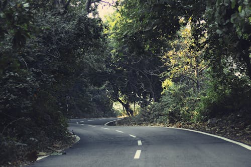 A Curvy Road in the Mountain Forest