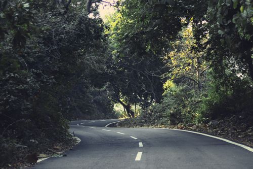Free Curved road winding through a dense forest in India. Ideal for nature and travel themes. Stock Photo