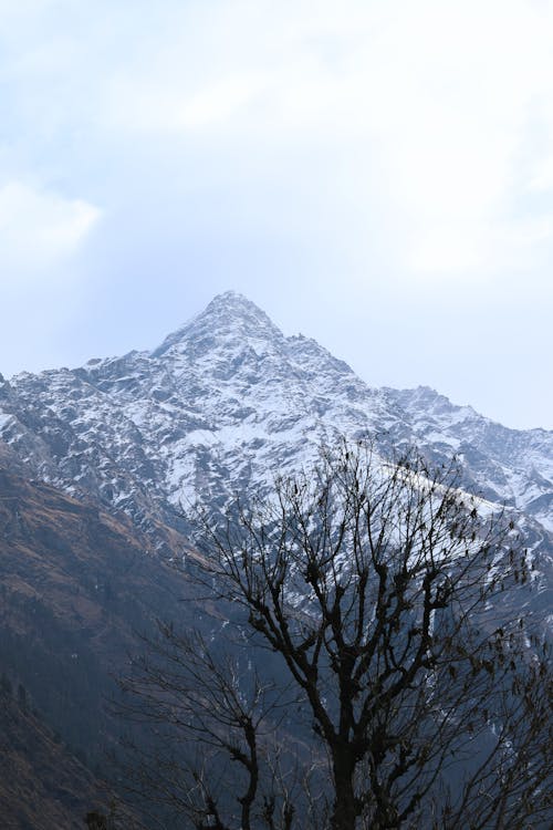 Bare Tree in the Valley of Snow Covered Mountain