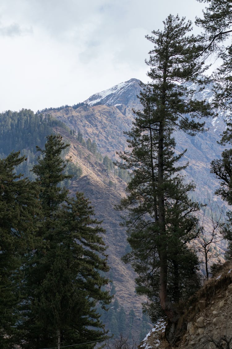 Tall Evergreen Trees In The Mountain