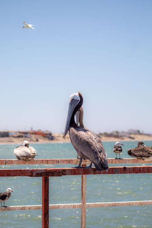 Free Pelican Perched on Brown Wooden Fence Stock Photo