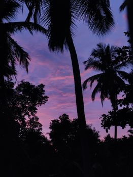 Silhouetted palm trees against a vibrant sunset sky in Kalnad, India.