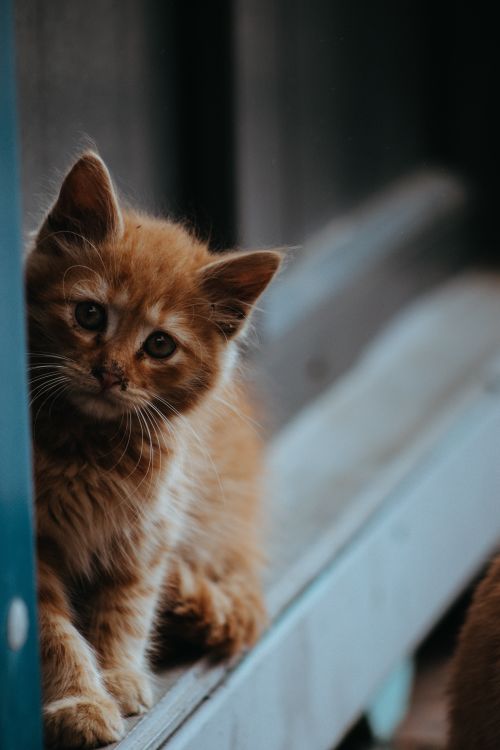 Free Cute ginger kitten peering through a window, embodying curiosity and cuteness. Stock Photo