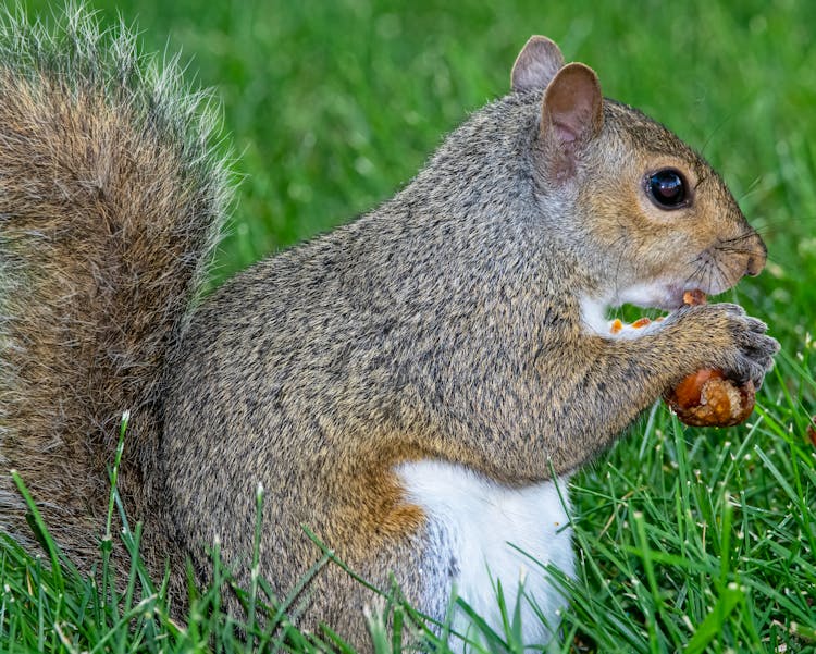 A Squirrel Eating A Nut