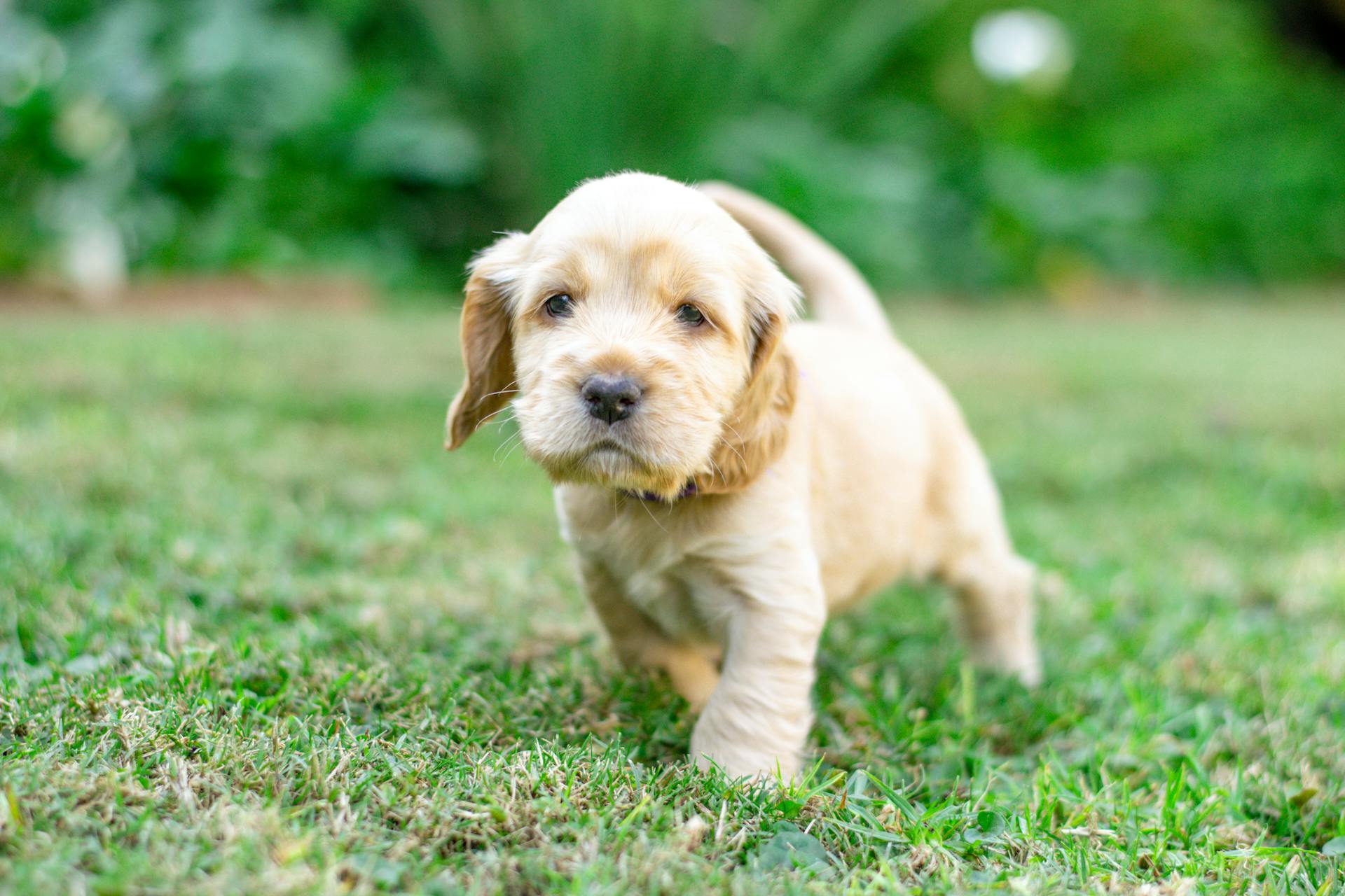 A Cocker Spaniel Puppy on Grass