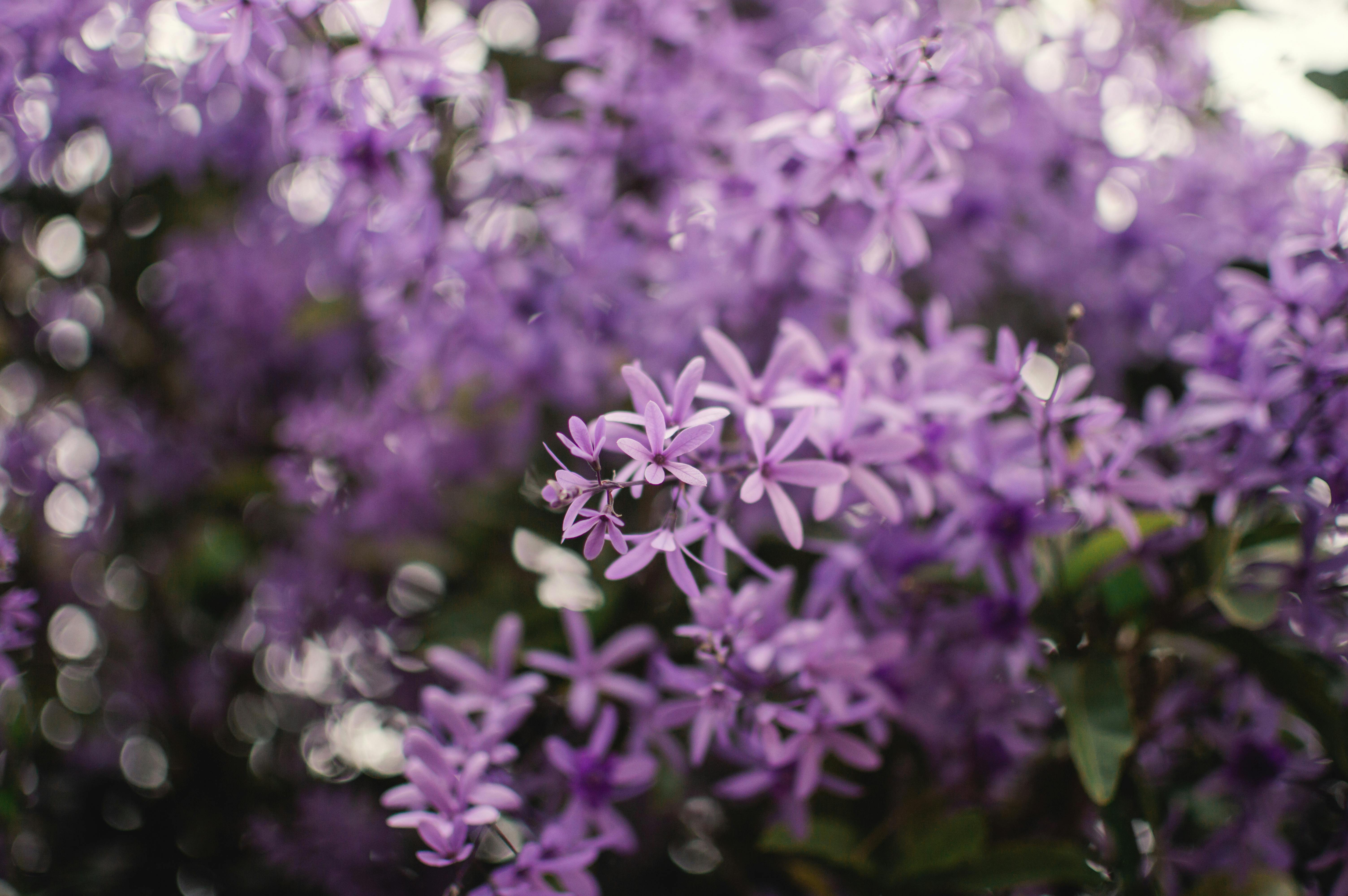 Beautiful close-up of vibrant purple wreath flowers blooming in a garden.