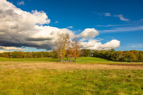 Bunch of Trees in the Middle of a Grass Field 