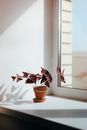 Red and Green Plant on Brown Clay Pot