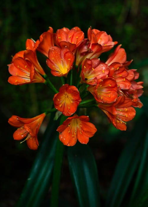 Close-up of Bush Lily Flowers