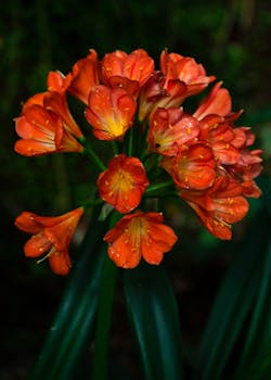 Close-up of vibrant Clivia Miniata flowers showcasing vivid orange petals against lush green leaves.