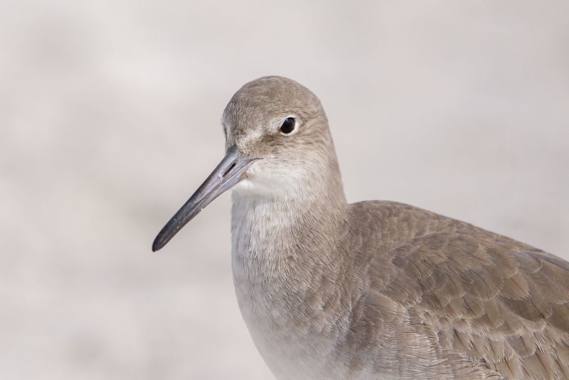 Willet Pattern A Portrait of a Willet · Free Stock Photo