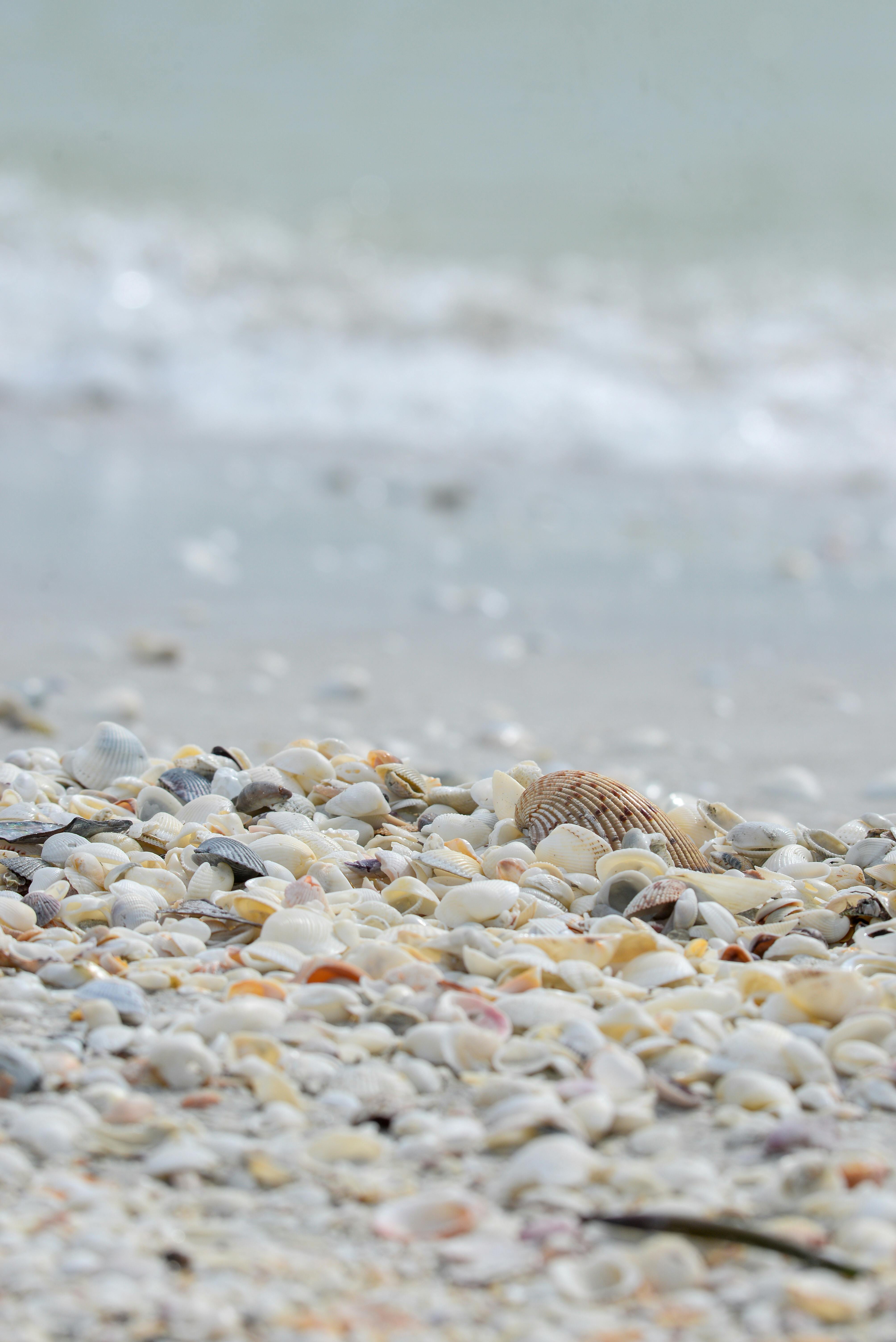 Detailed shot of seashells scattered on a sandy beach in Florida.