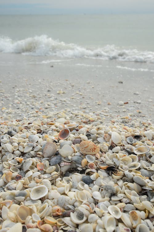 Free Brown and White Seashells on Beach Shore Stock Photo