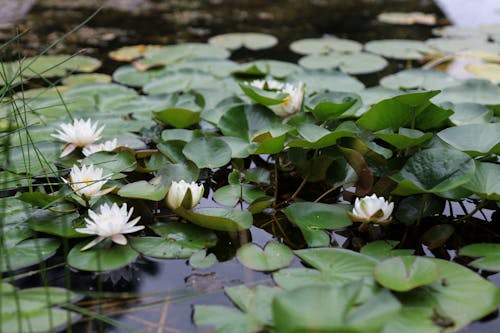White Lotus Flower on Water