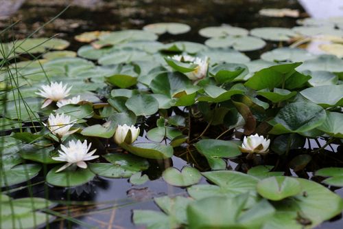 Free Beautiful white lotus flowers blooming on a pond, surrounded by green lilypads and tranquil water. Stock Photo