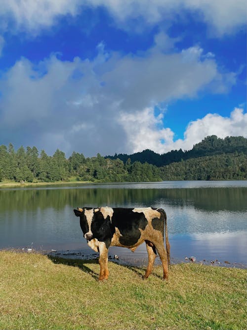 A Cow in Acaxochitlan, Mexico