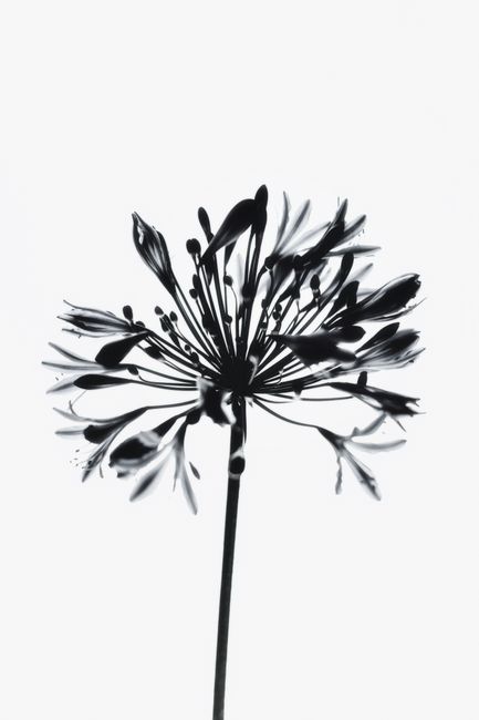 Stylized black and white silhouette of a single flower in full bloom against a white background.