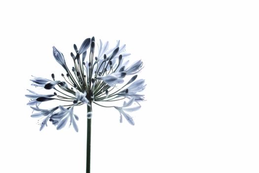 Close-up of a delicate African lily flower with a crisp white background, showcasing its natural beauty.
