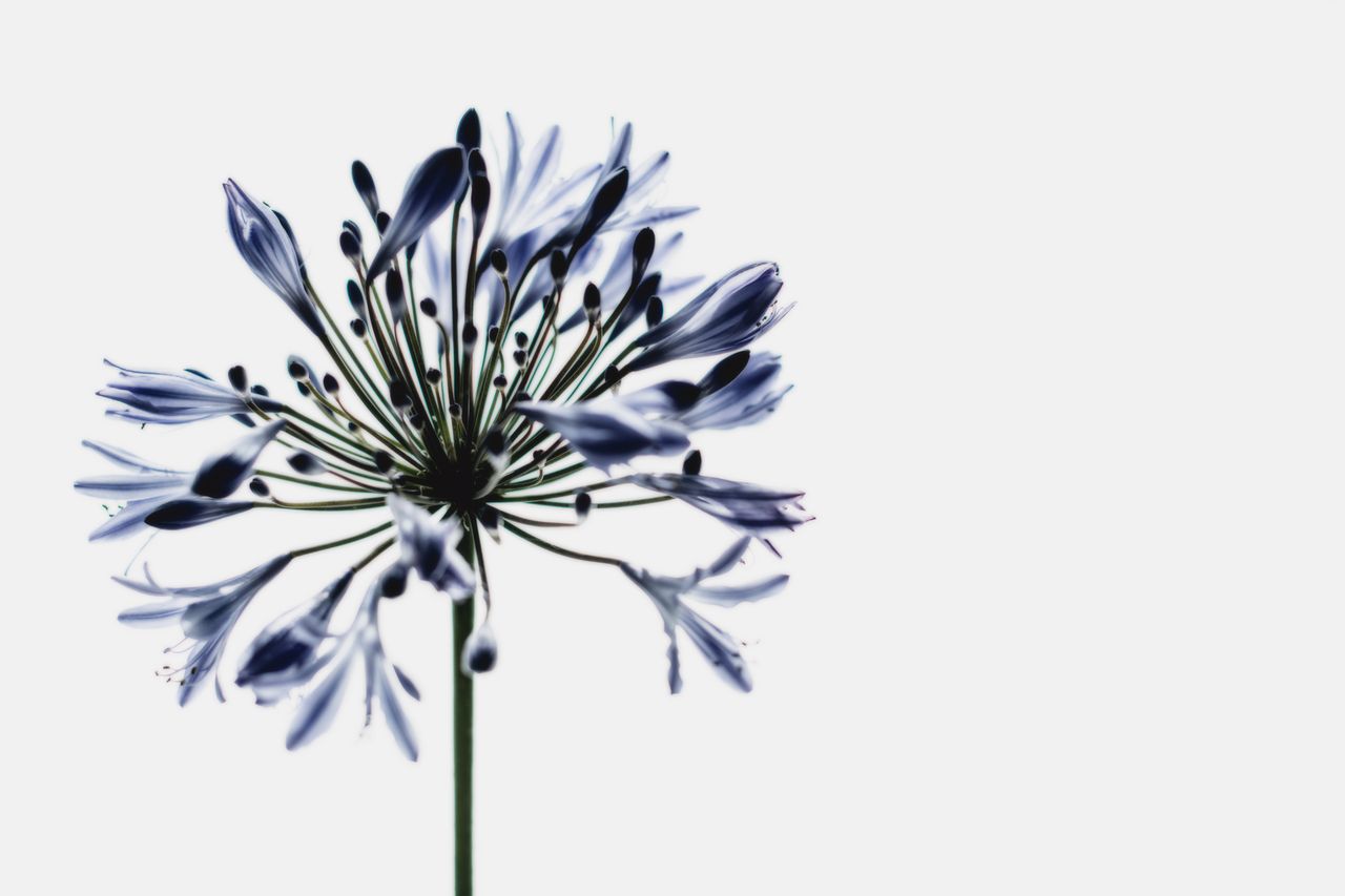 minimalist close up of a single african lily flower showcasing its int