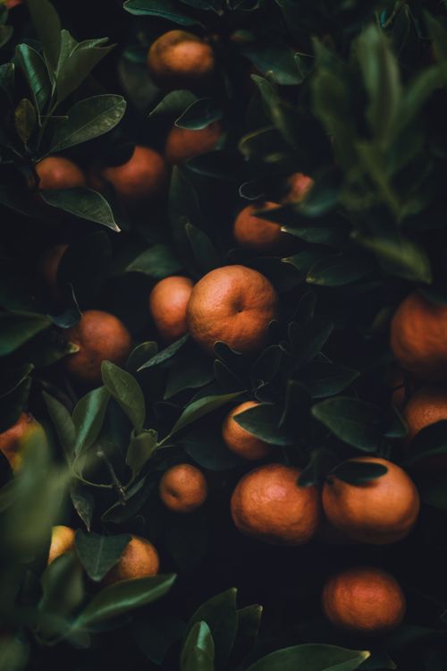 Free A captivating nature scene showing ripe oranges nestled among vibrant green leaves. Stock Photo