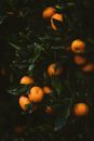 Mandarine Images