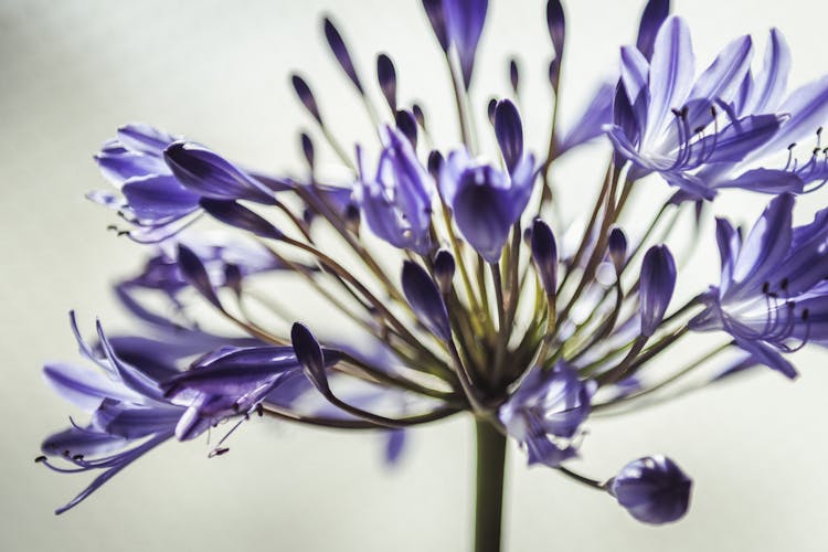 Agapanthus