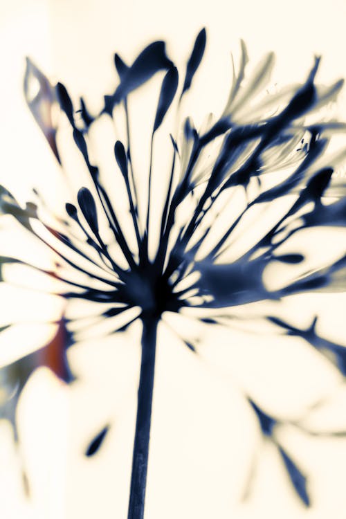 垂直拍摄, 尼罗河百合, 植物群 的 免费素材图片