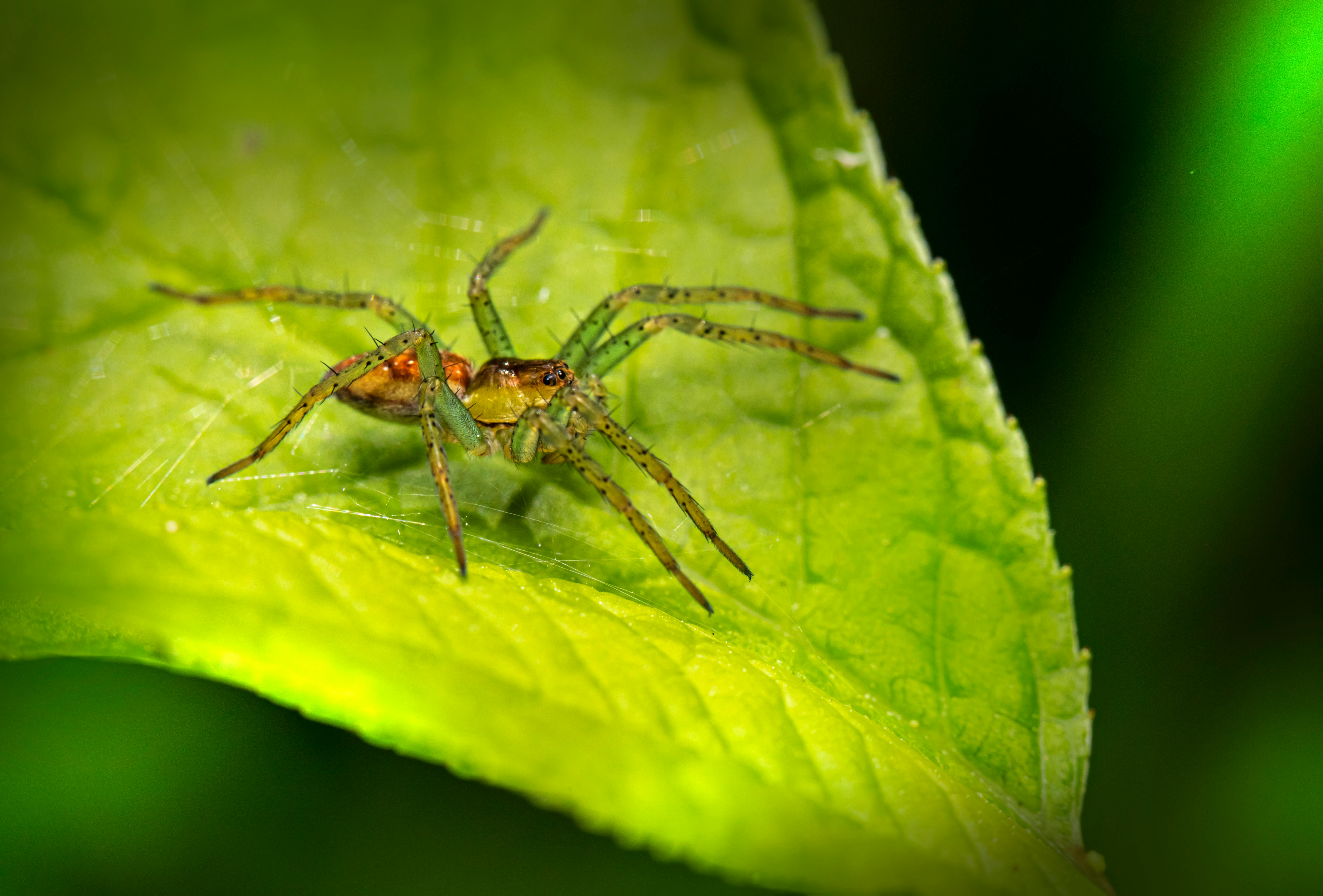 green spider on a leaf