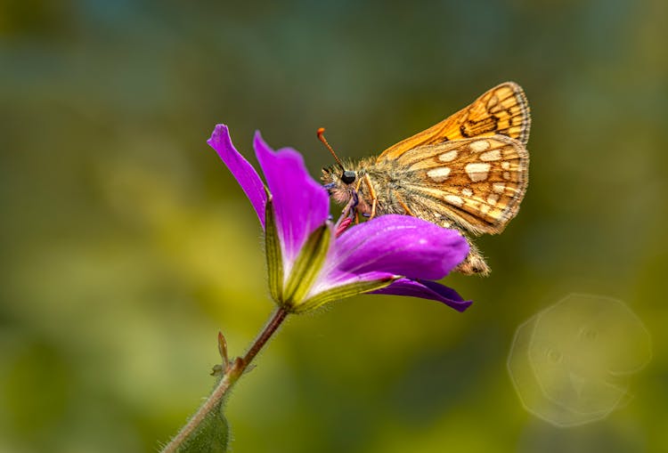 A Carterocephalus Palaemon On A Purple Flower