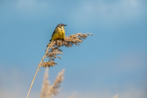 Perched Western Yellow Wagtail Bird on a Pampas Grass 