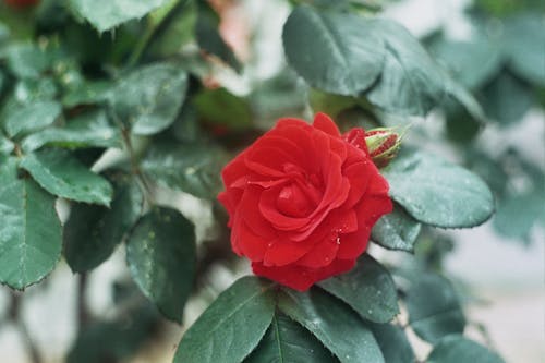 Close-up Photo of Red Rose in Bloom